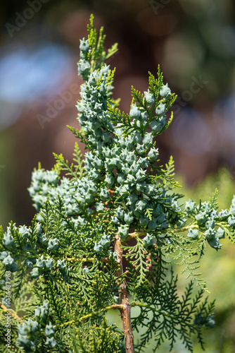 Bright green spring blooming nature of flowers and trees.