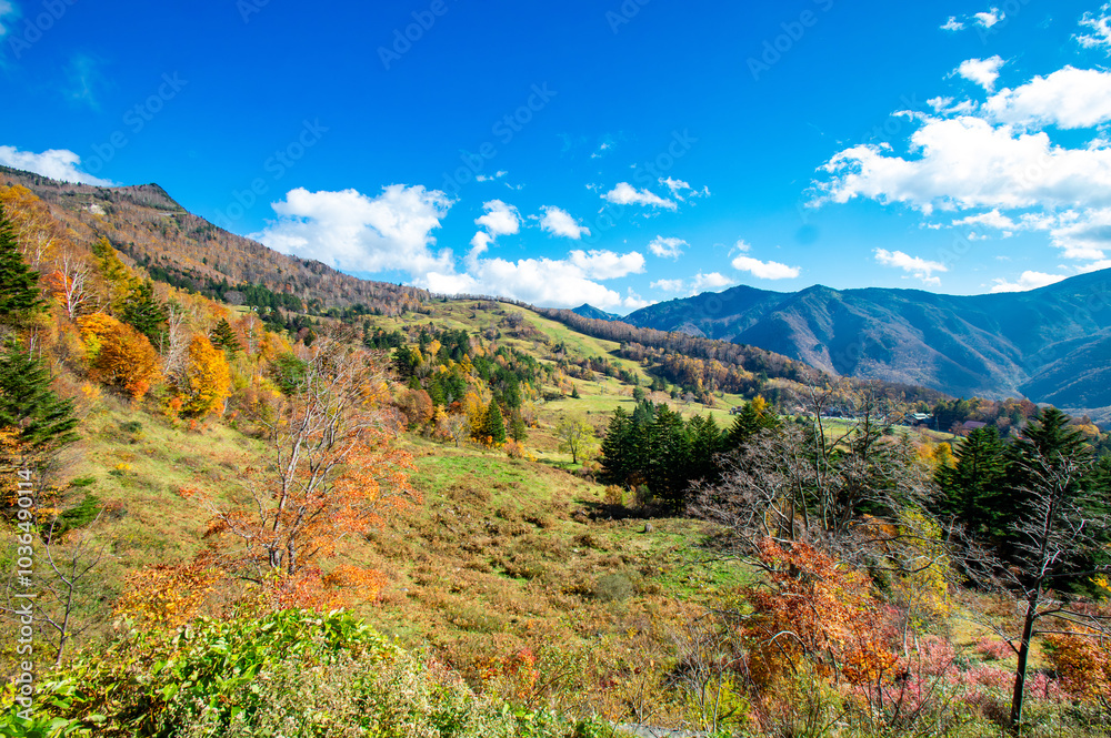 Naklejka premium 長野県高山村の秋景色、山田牧場周辺の紅葉