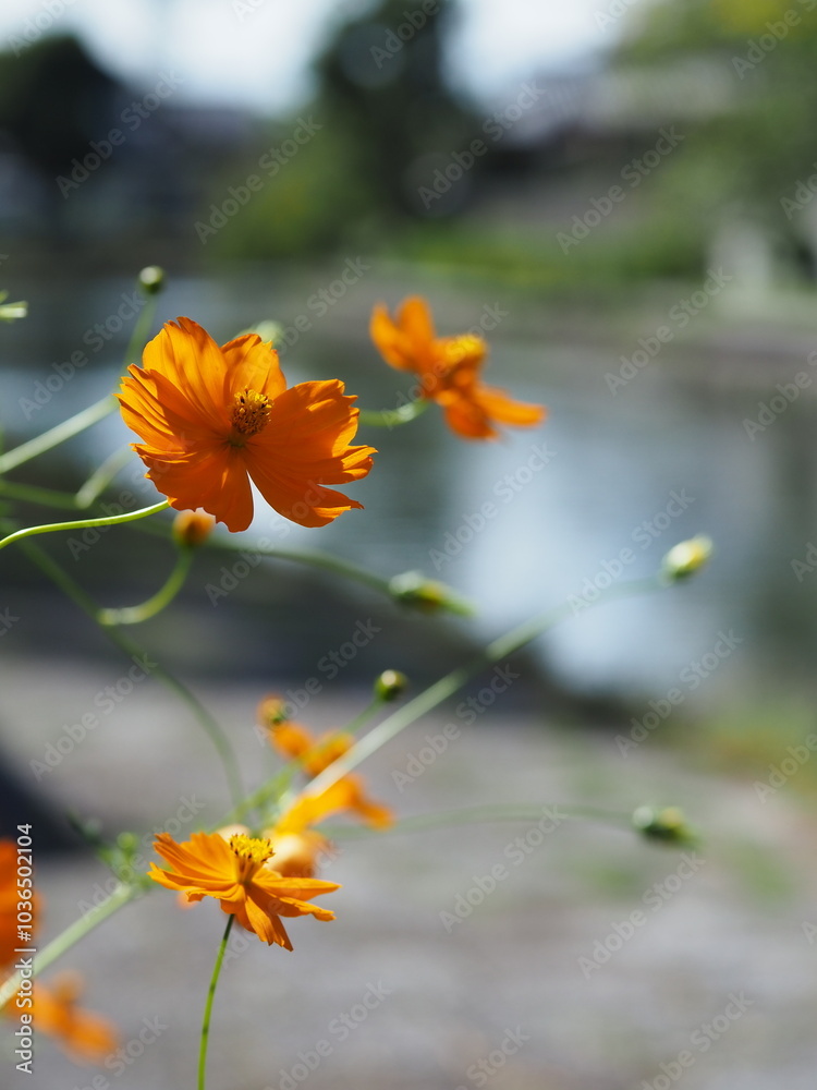 beginning of autumn... beginning of autumn...