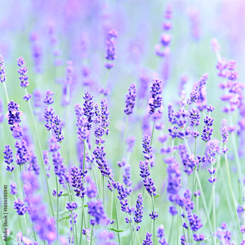 Naklejka premium Nature background with spring flowers. Selective and soft focus. Close up.