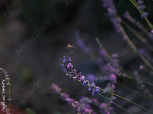 bumblebee pollinates a flower photo