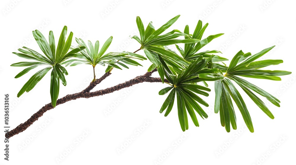 Fototapeta premium Green Branch Isolated on White
