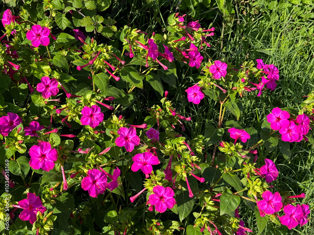 Fototapeta premium Flowers Mirabilis jalapa four o'clock flower or marvel of Peru.