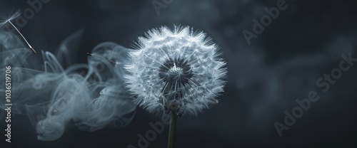 Panel kuchenny z motywem Incredibly beautiful, bright, white kwiat in the desert. Arid and abstract toes