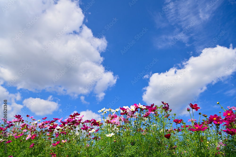 コスモス畑に可愛らしい秋桜 コスモス畑に可愛らしい秋桜