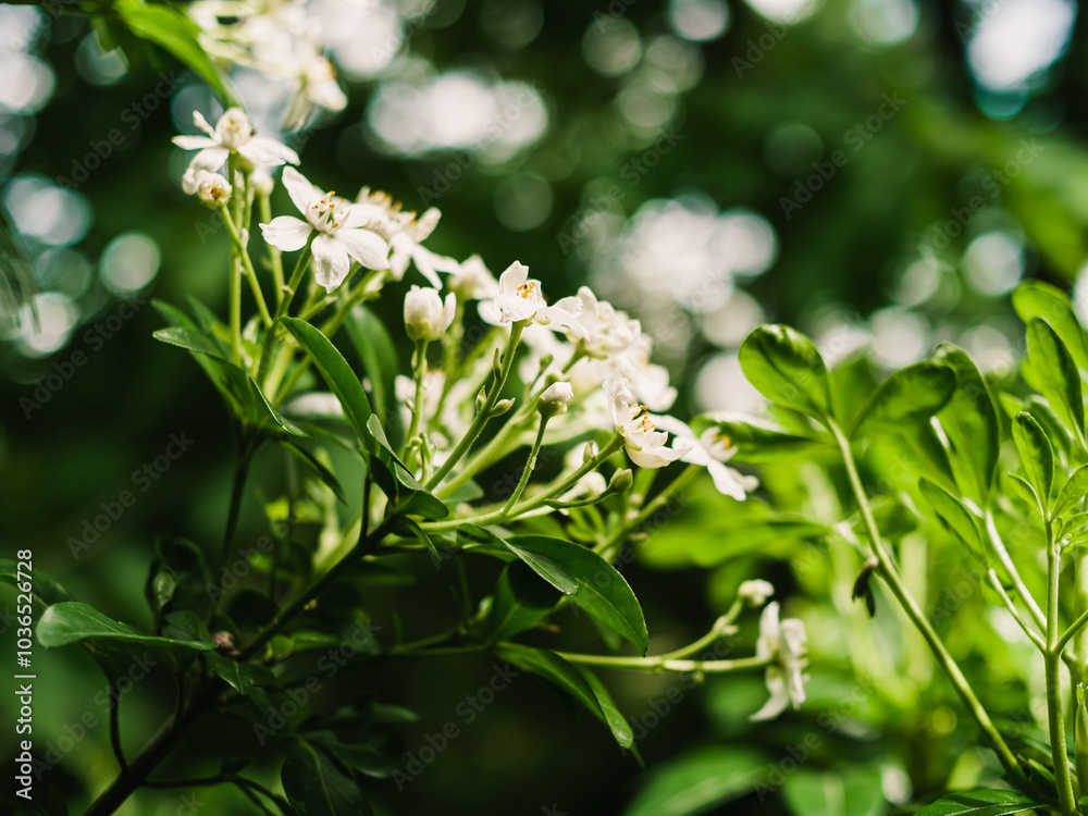 Spring flowers