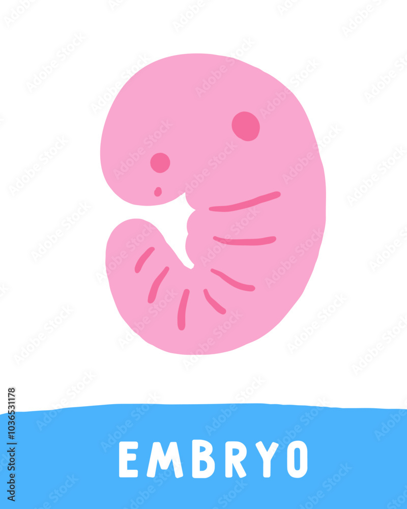 Learn science objects flashcard. Learning words for kids. Cute hand drawn doodle educational card with human, animal embryo. Preschool science learning material Learn science objects flashcard. Learning words for kids. Cute hand drawn doodle educational card with human, animal embryo. Preschool science learning material