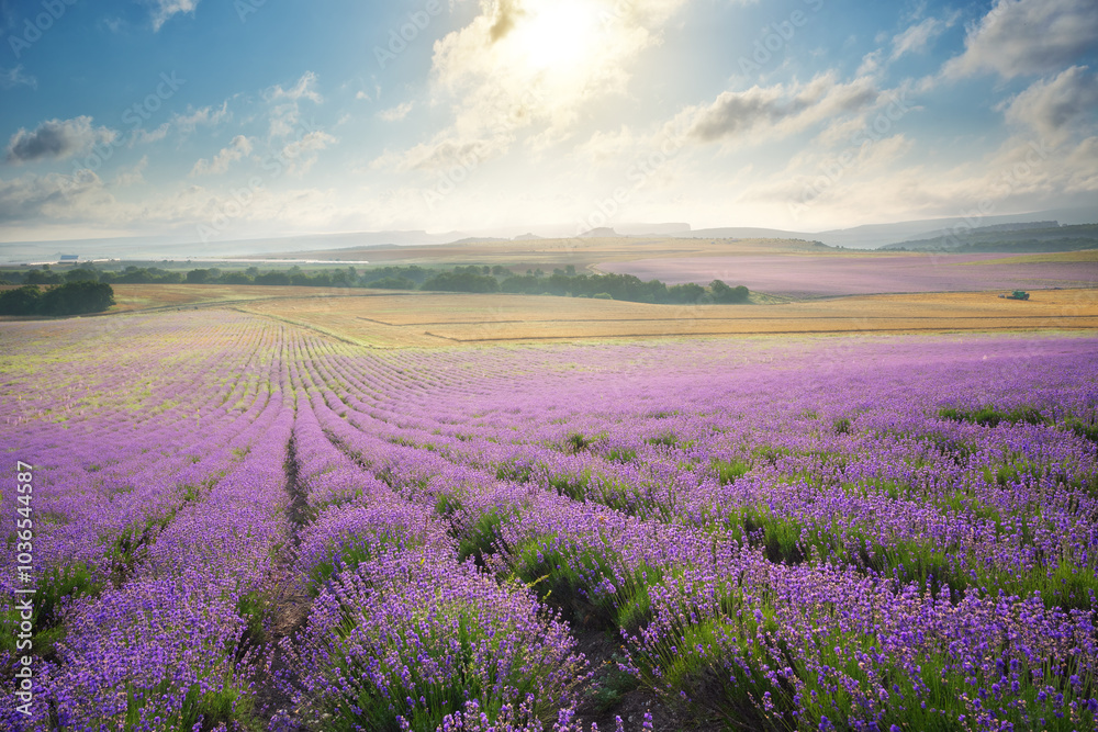Naklejka premium Meadow of lavender at sunrise.