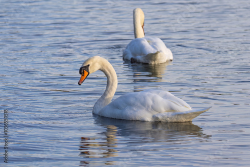 Two swans are swimming in a lake