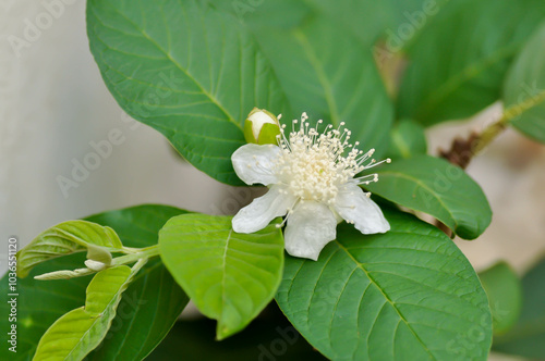 guava tree, MYRTACEAE or Psidium guajava Linn  and guava flower photo