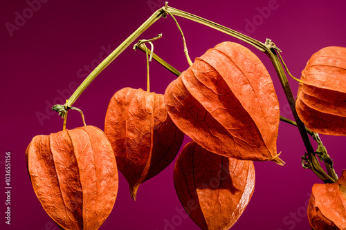 Physalis on a pink background photo