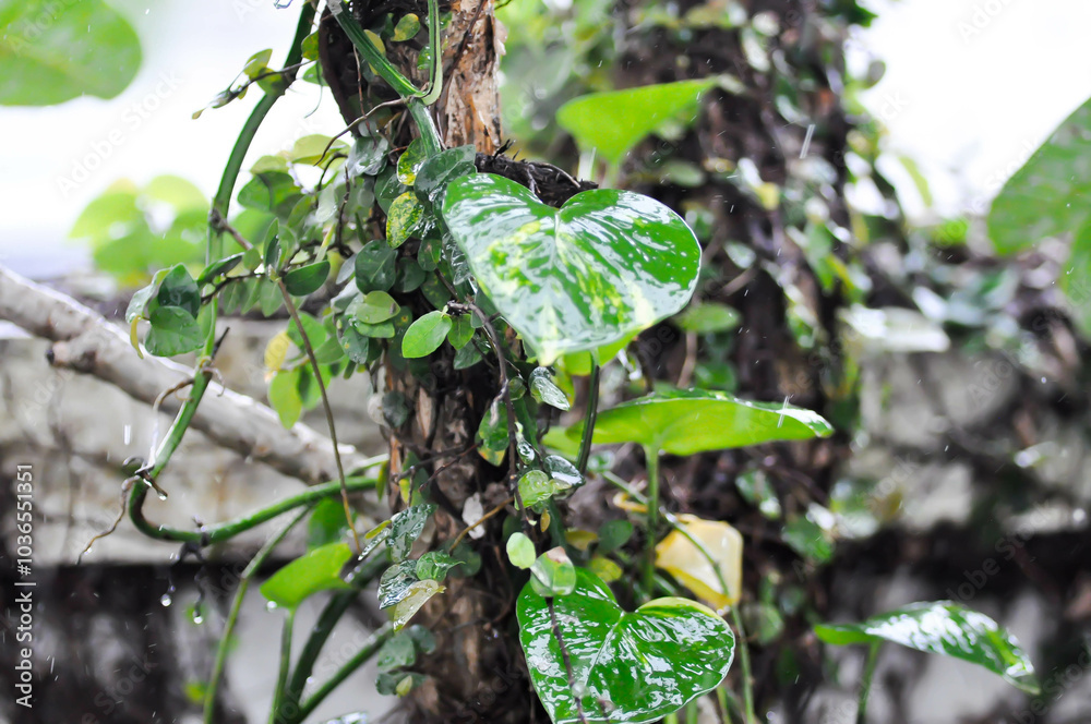 Devils Ivy, Golden Pothos or Hunters Robe or Epipremnum aureum or Araceae and rain drop Devils Ivy, Golden Pothos or Hunters Robe or Epipremnum aureum or Araceae and rain drop
