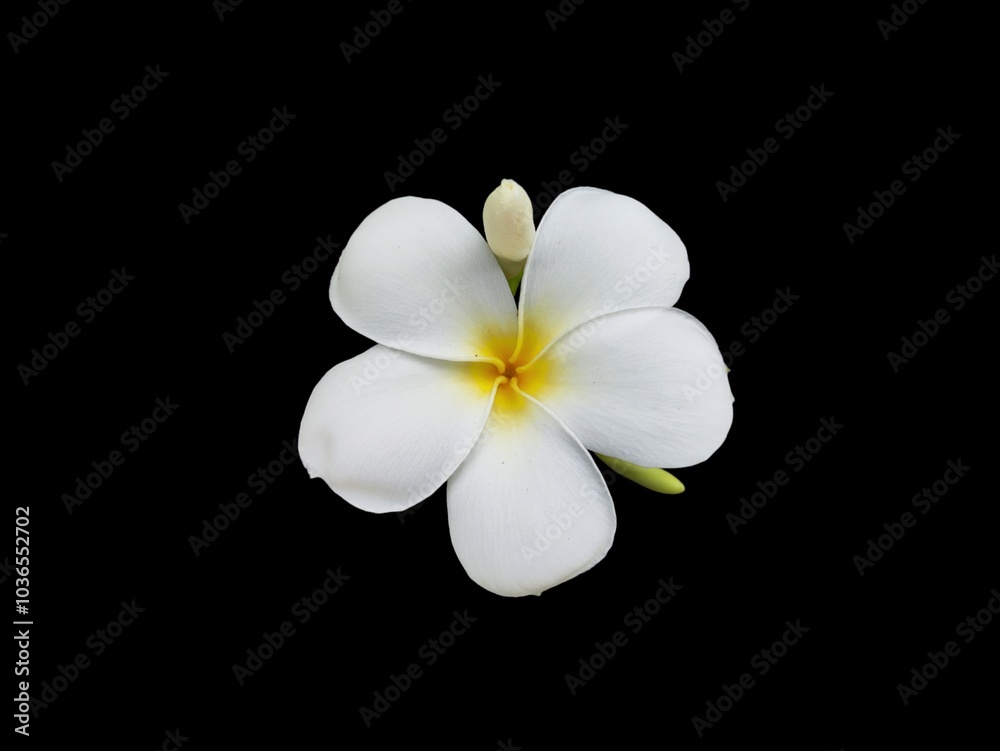 Naklejka premium Plumeria obtusa flower (champa), is a species of the genus Plumeria (Apocynaceae) isolated on black background,single object