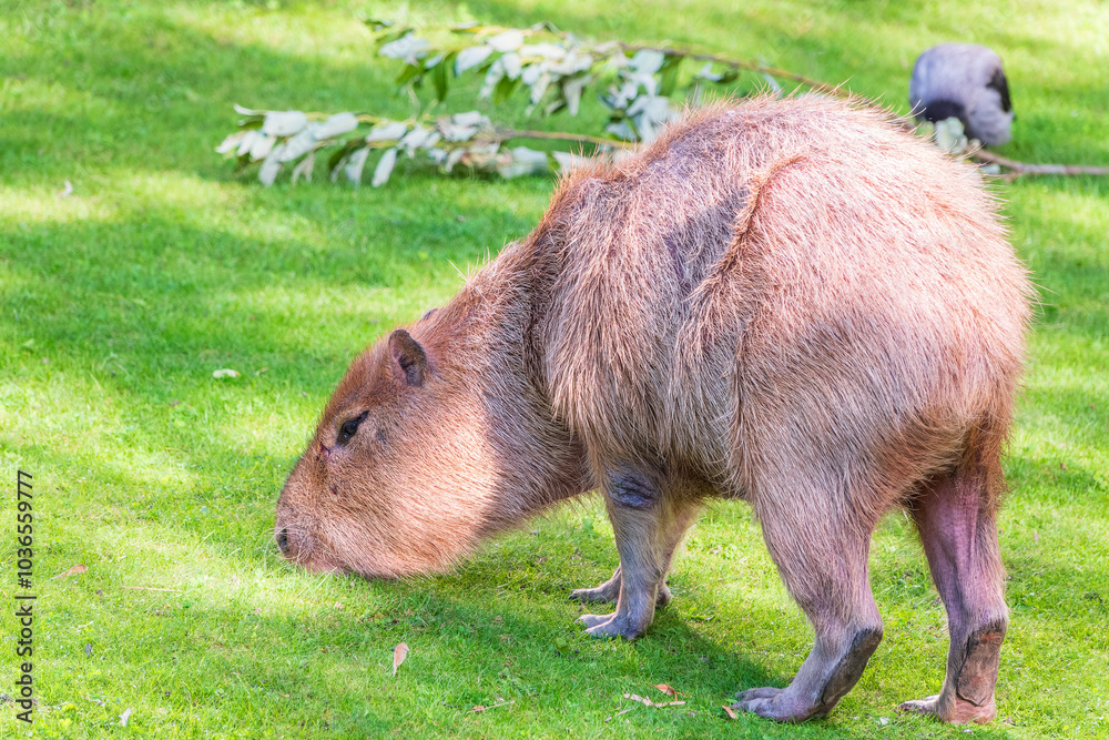 A large capybara walks on the green grass in the park