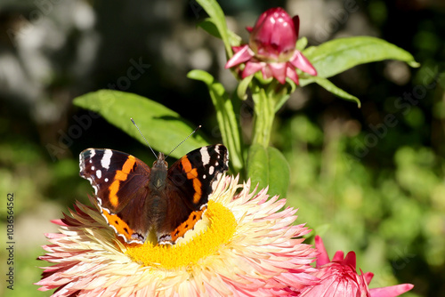 Photography Red admiral
