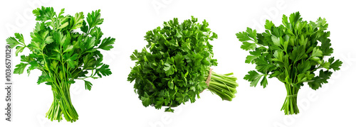 Bunch of fresh green parsley isolated on a white background. Perfect for cooking condiments, garnish, and healthy eating concepts