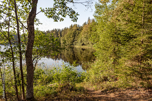 beautiful summer landscape with lake shore, wild plants and trees photo