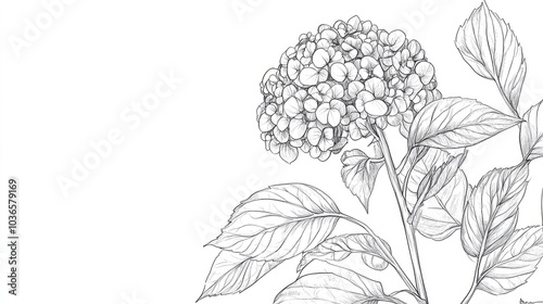 Hydrangea Illustration Botanical Line Art Sketch Design