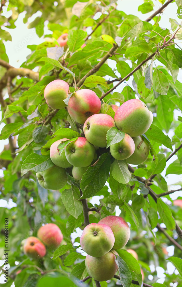 Apple, orchard and tree with organic produce growing outdoor on farm for agriculture or sustainability. Background, nature and plant with green fruit in environment for health, nutrition or wellness Apple, orchard and tree with organic produce growing outdoor on farm for agriculture or sustainability. Background, nature and plant with green fruit in environment for health, nutrition or wellness