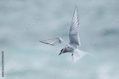 Arctic Tern (Sterna paradisaea) in flight, Orkney, Scotland photo