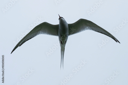 Arctic Tern (Sterna paradisaea) in flight, Orkney, Scotland photo