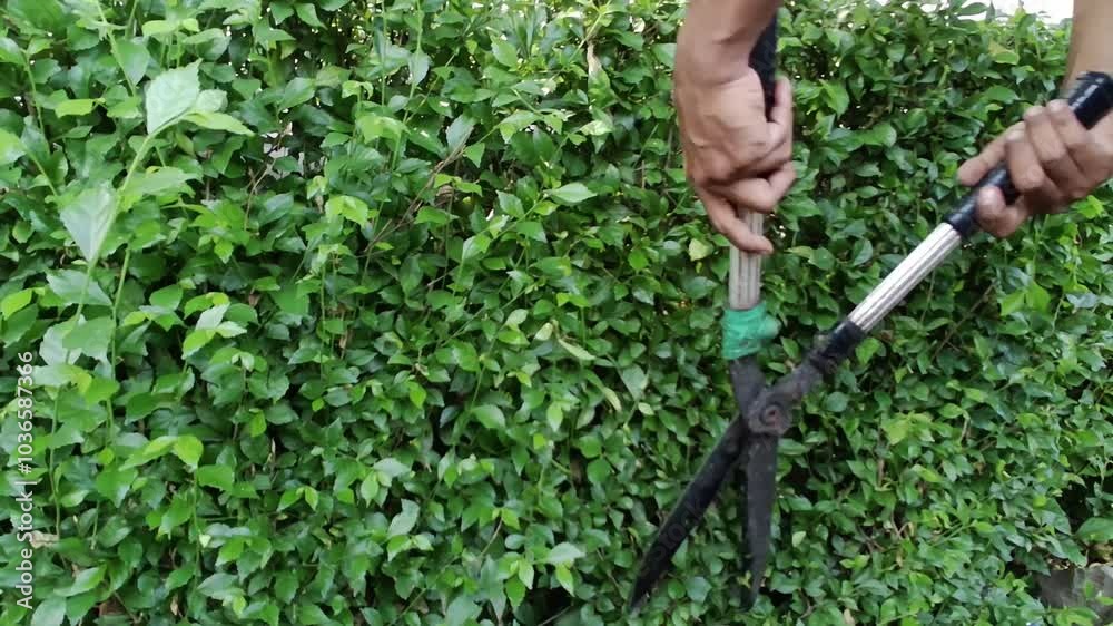 Portrait of a middle-aged gardener pruning a tree on the fence of the front yard of an office or campus. Using pruning shears, he carefully shapes and cares for the plant. Slow motion video. Portrait of a middle-aged gardener pruning a tree on the fence of the front yard of an office or campus. Using pruning shears, he carefully shapes and cares for the plant. Slow motion video.