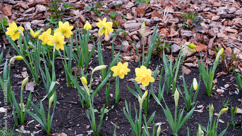 Beautiful yellow daffodil flowers grow in a bed mulched with shredded bark.