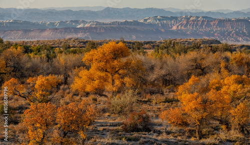 Picturesque turangas (trees from the poplar genus) on an autumn evening photo