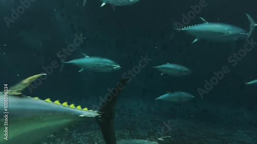 水槽内を回遊するクロマグロの群れ