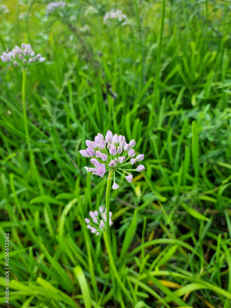 
A close-up of a pink chive flower.