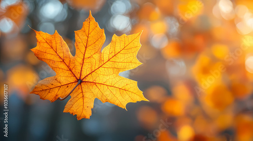 Yellow autumn leaf close-up. With a blurred bokeh background, a bright orange tree changes.