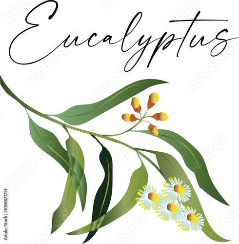 Eucalyptus (Corymbia citriodora), a medicinal plant. Hand-drawn botanical vector illustration