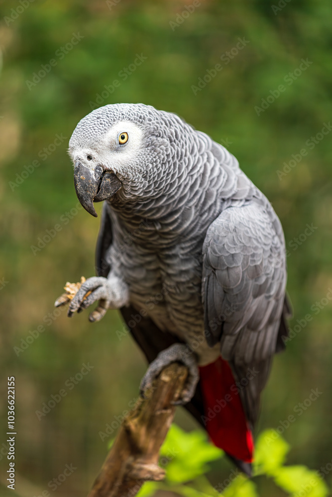 Grey parrot sitting on the tree, Psittacus erithacus Grey parrot sitting on the tree, Psittacus erithacus