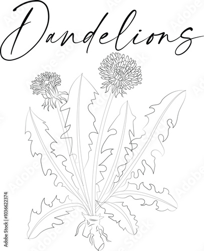 Yellow dandelion flowers. Blooming golden flowers on long stems, long toothy leaves. Garden weed plant. Floral arrangement Isolated on white. Stylized