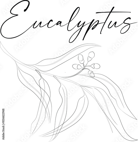 Eucalyptus (Corymbia citriodora), a medicinal plant. Hand-drawn botanical vector illustration