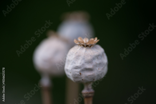 Canvas Print Environment, drug and opium with poppy in field for sustainability, pharmacy and spring season
