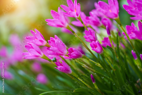Beautiful Pink rain Lily (Zephyranthes rosea)