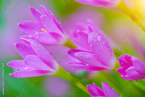 Beautiful Pink rain Lily (Zephyranthes rosea)