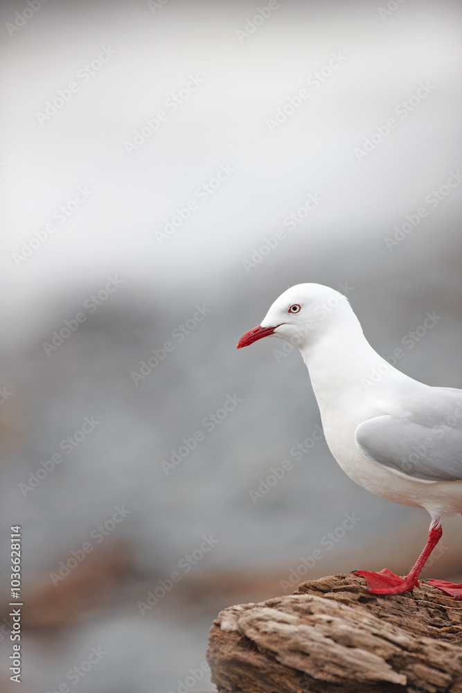 Bird, seagull and wood in nature space for wallpaper, break and balance in environment for rest. Fishing animal, natural habitat and outdoor on New Zealand island for freedom, sustainability or peace Bird, seagull and wood in nature space for wallpaper, break and balance in environment for rest. Fishing animal, natural habitat and outdoor on New Zealand island for freedom, sustainability or peace