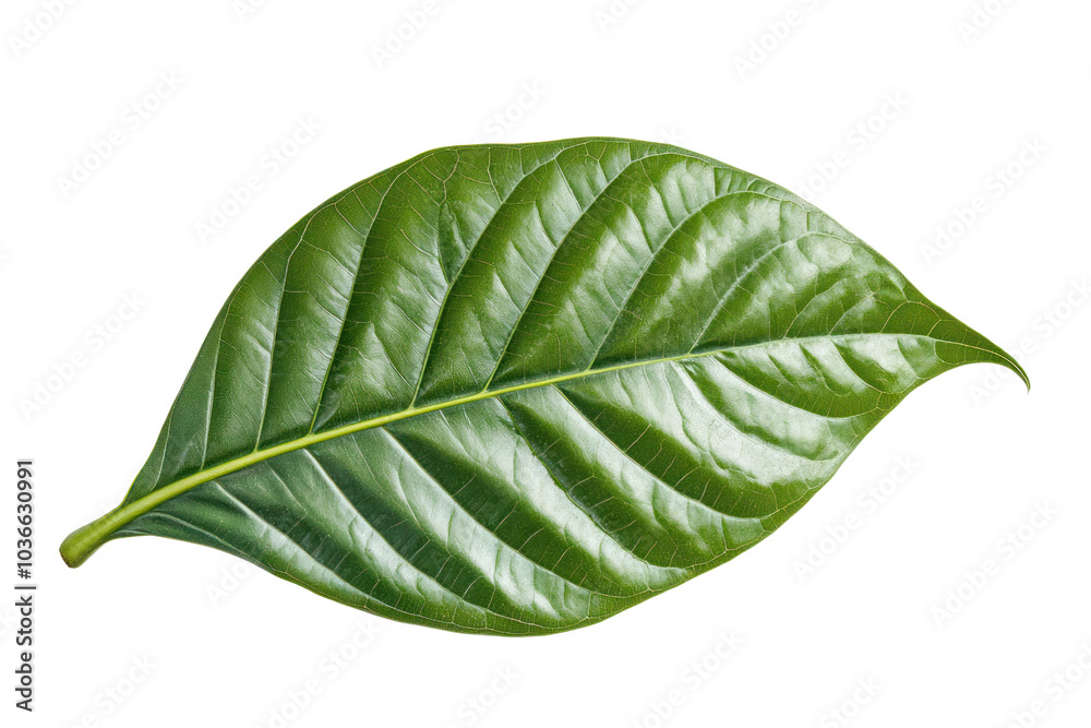 Obraz premium A single vibrant green cocoa leaf with visible veins and a smooth surface, captured in sharp detail