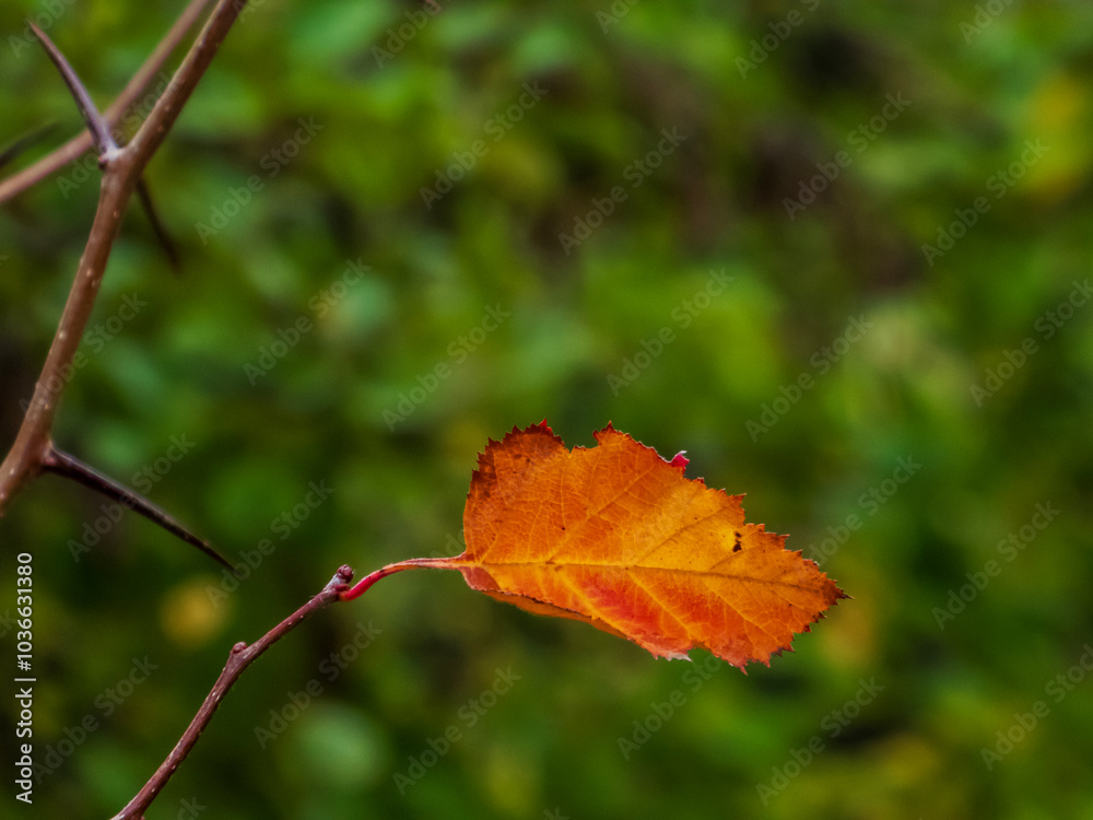 Golden autumn leaf on a branch Golden autumn leaf on a branch
