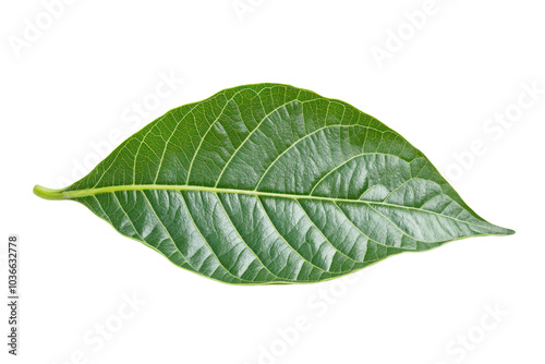 A fresh, symmetrical green cocoa leaf lying flat, with clear details of its texture and veins.