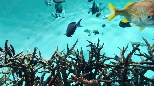 水槽内で泳ぐ熱帯魚の群れとサンゴ