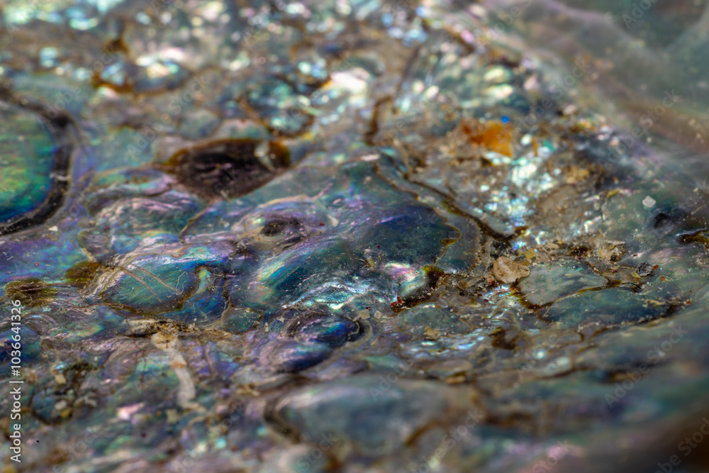 abalone rough texture abalone rough texture