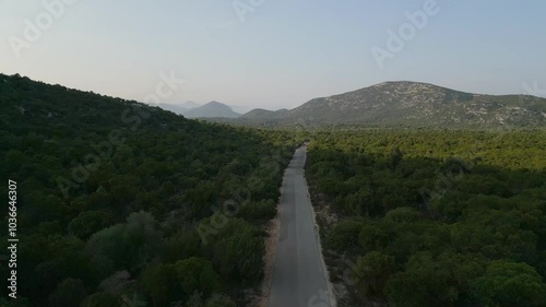 Aerial drone footage of car travelling through herd of cows in evening light on a remote forest road on the Altipiano del Golgo in the Supramonte Mountains of Eastern Sardinia in Italy photo