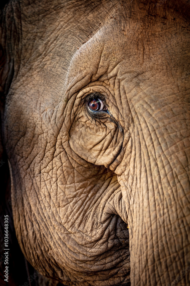 close up of an elephant close up of an elephant