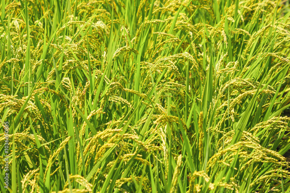 yellow rice ear of rice growing in autumn paddy field yellow rice ear of rice growing in autumn paddy field
