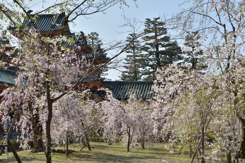 平安神宮の桜