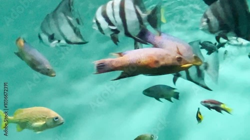 水槽内で泳ぐ熱帯魚の群れ