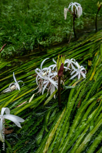 water onion flower is an umbel of large, showy blossoms above the waterline.